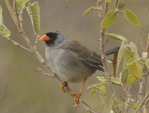 Gray-winged Inca-Finch, Incaspiza ortizi Hacienda El Lim?n, Per? Photo:Juan Chalco